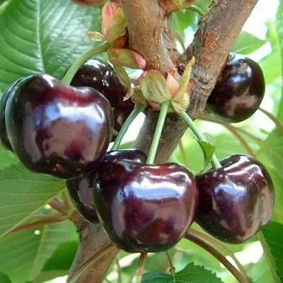 Черешня МУСКАТНАЯ  Черешня МУСКАТНАЯ в Чебоксарах