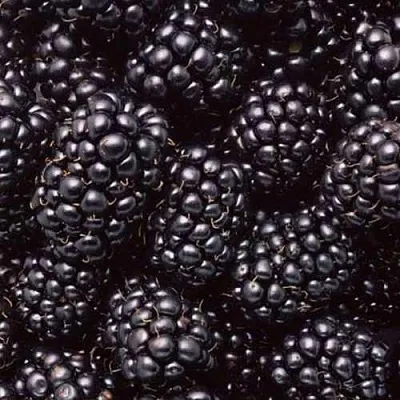 Ежевика ОРКАН бесшипная  Ежевика ОРКАН бесшипная в Чебоксарах