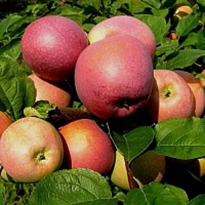 Яблоня СЛАВА ПОБЕДИТЕЛЯМ  Яблоня СЛАВА ПОБЕДИТЕЛЯМ в Чебоксарах