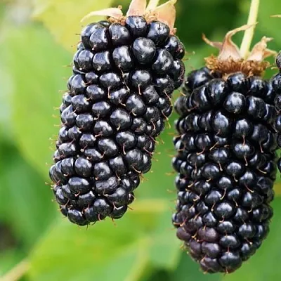 Ежевика КОЛАМБИЯ ГИГАНТ бесшипная  Ежевика КОЛАМБИЯ ГИГАНТ бесшипная в Чебоксарах