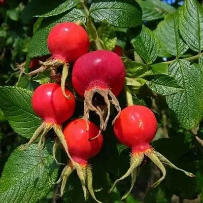 Шиповник ВИТАМИННЫЙ ВНИВИ  Шиповник ВИТАМИННЫЙ ВНИВИ в Чебоксарах