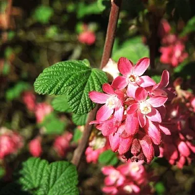 Смородина кроваво-красная ПУЛБОРО СКАРЛЕТ   Смородина кроваво-красная ПУЛБОРО СКАРЛЕТ  в Чебоксарах