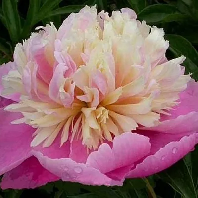 Пион ВЕСЕННЯЯ ПАЛИТРА травянистый  Пион ВЕСЕННЯЯ ПАЛИТРА травянистый в Чебоксарах