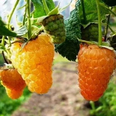 Малина ОРАНЖЕВОЕ ЧУДО  Малина ОРАНЖЕВОЕ ЧУДО в Чебоксарах