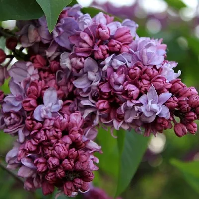 Сирень П.П.КОНЧАЛОВСКИЙ  Сирень П.П.КОНЧАЛОВСКИЙ в Чебоксарах