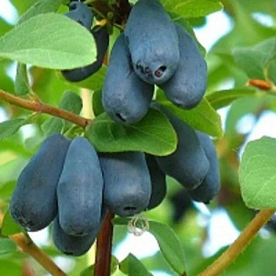 Жимолость съедобная ЮГАНА  Жимолость съедобная ЮГАНА в Чебоксарах