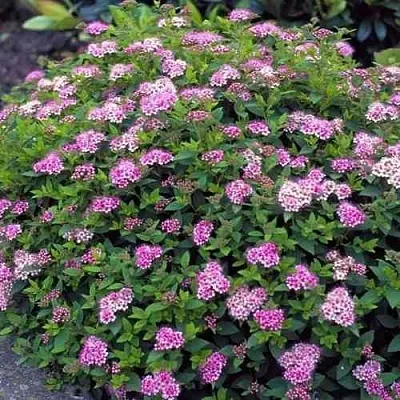 Спирея ЛИТЛ ПРИНЦЕСС японская  Спирея ЛИТЛ ПРИНЦЕСС японская в Чебоксарах