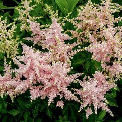 Астильба СЕСТРА ТЕРЕЗА Арендса  Астильба СЕСТРА ТЕРЕЗА Арендса в Чебоксарах