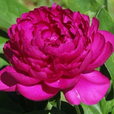 Пион БАРХАТ НОЧИ травянистый  Пион БАРХАТ НОЧИ травянистый в Чебоксарах