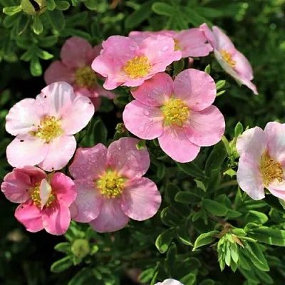 Лапчатка ЛАВЛИ ПИНК кустарниковая  Лапчатка ЛАВЛИ ПИНК кустарниковая в Чебоксарах