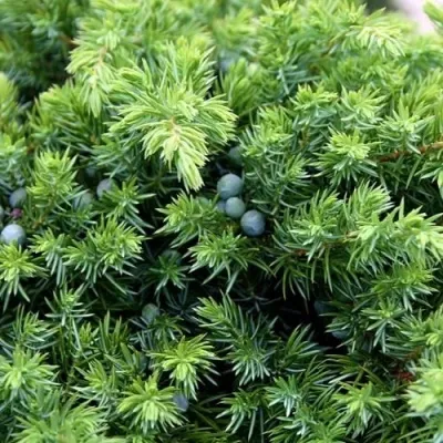 Можжевельник ШЛЯГЕР прибрежный — описание сорта Можжевельник ШЛЯГЕР прибрежный в Чебоксарах