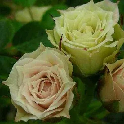 Саженцы роз ГРИН ДАЙМОНД миниатюрная  Саженцы роз ГРИН ДАЙМОНД миниатюрная в Чебоксарах