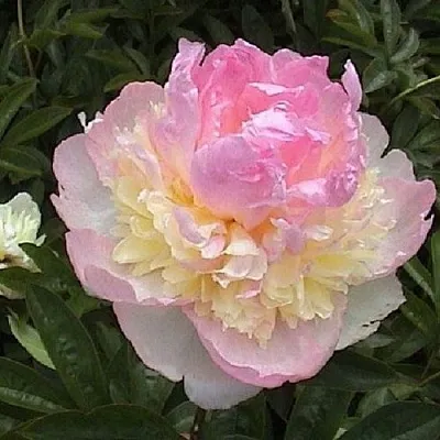 Пион РАСБЕРРИ САНДЕЙ травянистый в Чебоксарах