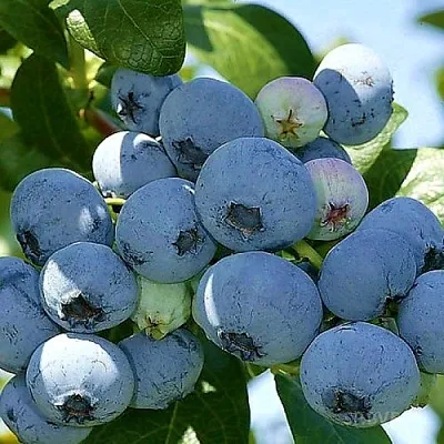 Голубика НУИ  Голубика НУИ в Чебоксарах