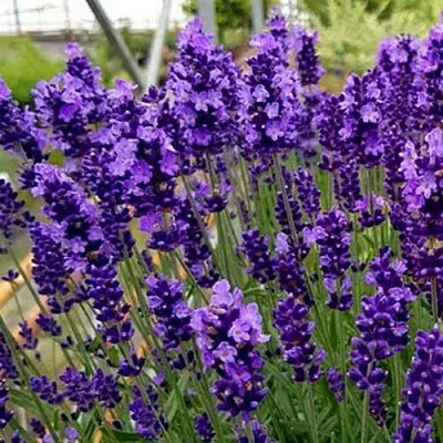 Лаванда ХИДКОТ БЛЮ узколистная  Лаванда ХИДКОТ БЛЮ узколистная в Чебоксарах