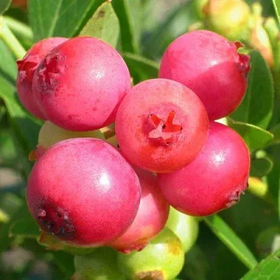 Голубика ПИНК ЛИМОНАД  Голубика ПИНК ЛИМОНАД в Чебоксарах