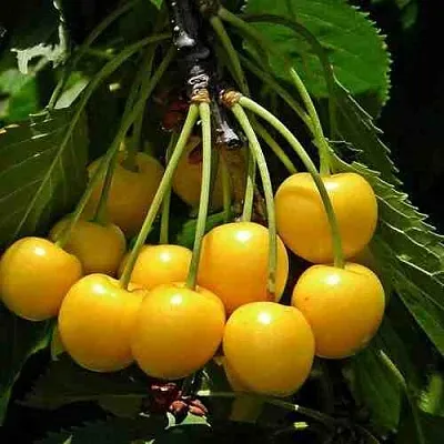 Черешня ЧЕРМАШНАЯ  Черешня ЧЕРМАШНАЯ в Чебоксарах