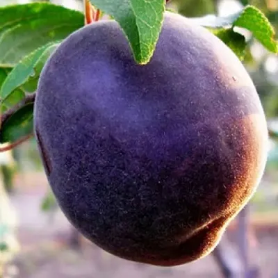 Абрикос ШЛОР ЦИРАН  Абрикос ШЛОР ЦИРАН в Чебоксарах