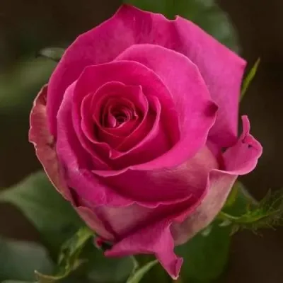 Саженцы роз ТОПАЗ чайно-гибридная — описание сорта Саженцы роз ТОПАЗ чайно-гибридная в Чебоксарах