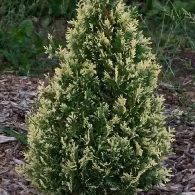 Туя БРАБАНТ ВАРИЕГАТТА западная — описание сорта Туя БРАБАНТ ВАРИЕГАТТА западная в Чебоксарах