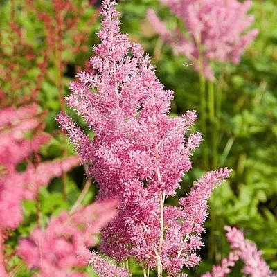Астильба РЕЙНЛЕНД японская  Астильба РЕЙНЛЕНД японская в Чебоксарах