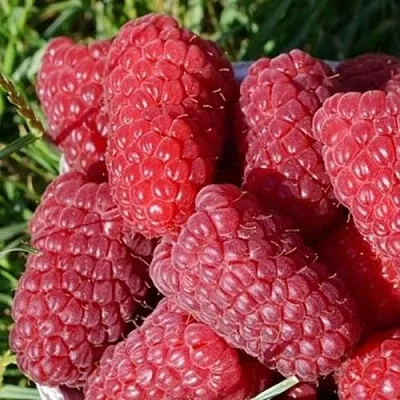 Малина САМОСВАЛ  Малина САМОСВАЛ в Чебоксарах