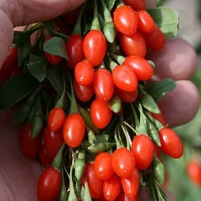 Годжи КОРЕАН БИГ  Годжи КОРЕАН БИГ в Чебоксарах