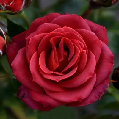 Саженцы роз ЧОКОЧИНО спрей  Саженцы роз ЧОКОЧИНО спрей в Чебоксарах