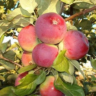 Яблоня ОРЛИК  Яблоня ОРЛИК в Чебоксарах