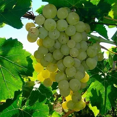 Виноград КИШМИШ МУСКАТНЫЙ  Виноград КИШМИШ МУСКАТНЫЙ в Чебоксарах