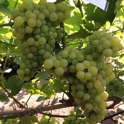 Виноград КИШМИШ 311  Виноград КИШМИШ 311 в Чебоксарах