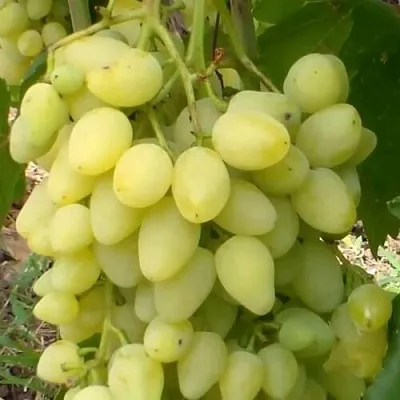 Виноград ЗАРНИЦА  Виноград ЗАРНИЦА в Чебоксарах