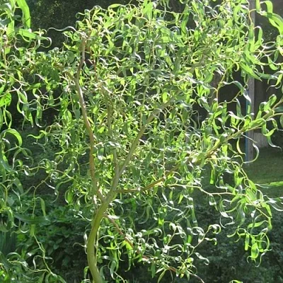 Ива МАТСУДАНА  Ива МАТСУДАНА в Чебоксарах