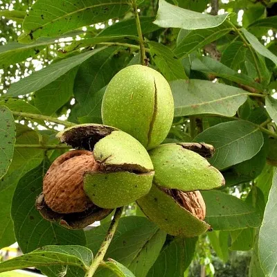 Грецкий орех  Грецкий орех в Чебоксарах