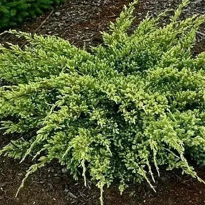 Можжевельник ДРИМ ДЖОЙ чешуйчатый  Можжевельник ДРИМ ДЖОЙ чешуйчатый в Чебоксарах