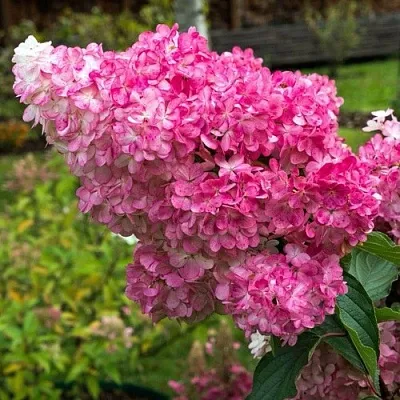 Гортензия МЕГА МИНДИ метельчатая  Гортензия МЕГА МИНДИ метельчатая в Чебоксарах