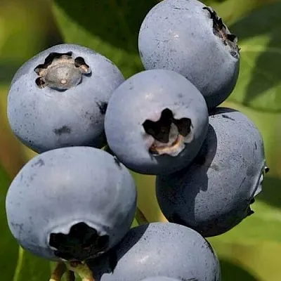 Голубика ЧАНДЛЕР  Голубика ЧАНДЛЕР в Чебоксарах