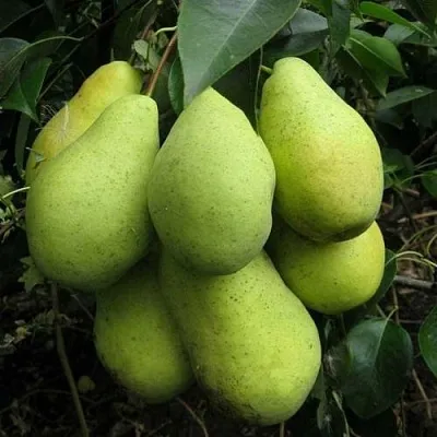 Груша ФЕВРАЛЬСКИЙ СУВЕНИР  Груша ФЕВРАЛЬСКИЙ СУВЕНИР в Чебоксарах