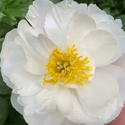 Пион ДУБЛИН травянистый в Чебоксарах