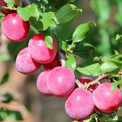 Алыча в Чебоксарах