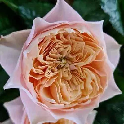 Саженцы роз ВУВУЗЕЛА РОМАНТИК чайно-гибридная  Саженцы роз ВУВУЗЕЛА РОМАНТИК чайно-гибридная в Чебоксарах