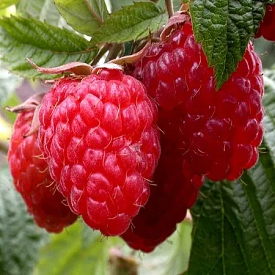 Малина КВЕЛЛИ  Малина КВЕЛЛИ в Чебоксарах