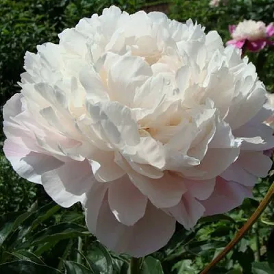 Пион ВОГ травянистый в Чебоксарах