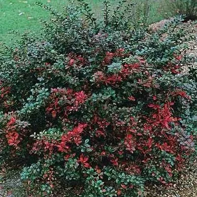 Барбарис РЕД ДЖЕВЕЛ средний   Барбарис РЕД ДЖЕВЕЛ средний  в Чебоксарах