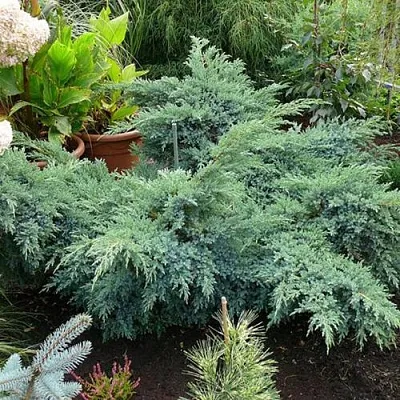 Можжевельник БЛЮ ШВЕД (СВИД) чешуйчатый  Можжевельник БЛЮ ШВЕД (СВИД) чешуйчатый в Чебоксарах