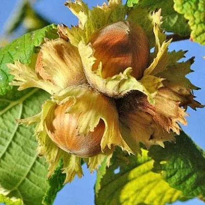 Фундук ТОНДА РОМАНА  Фундук ТОНДА РОМАНА в Чебоксарах