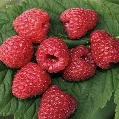 Малина ЗЮГАНА  Малина ЗЮГАНА в Чебоксарах