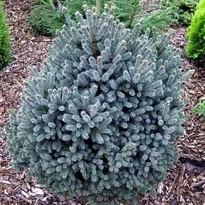 Ель НАНА сизая в Чебоксарах