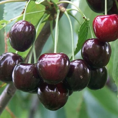 Черешня ЛЮБИМИЦА АСТАХОВА  Черешня ЛЮБИМИЦА АСТАХОВА в Чебоксарах