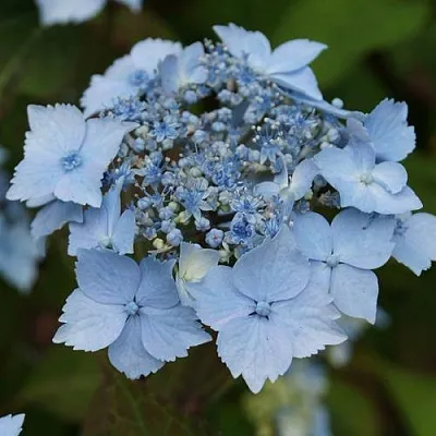 Гортензия БЛЮ ДЕКЛ пильчатая  Гортензия БЛЮ ДЕКЛ пильчатая в Чебоксарах
